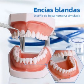 Tipodonto Dientes Articulado Tipo Nissiin Encía Suave