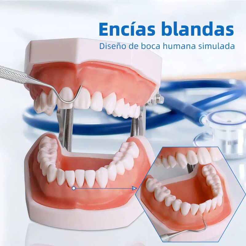 Tipodonto Dientes Articulado Tipo Nissiin Encía Suave