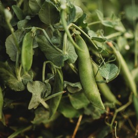 Lincoln aka Homesteader Shelling Pea - 4oz Bulk (~550 Seeds) - Heirloom Variety, Easy-to-Grow & Cold-Tolerant, Non-GMO Pea Seeds for Planting Outdoors in a Home Garden, Thresh Seed Company