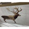 IKEA BJORNAMO - Poster, 11 ¾ x 7 ¾ Bear