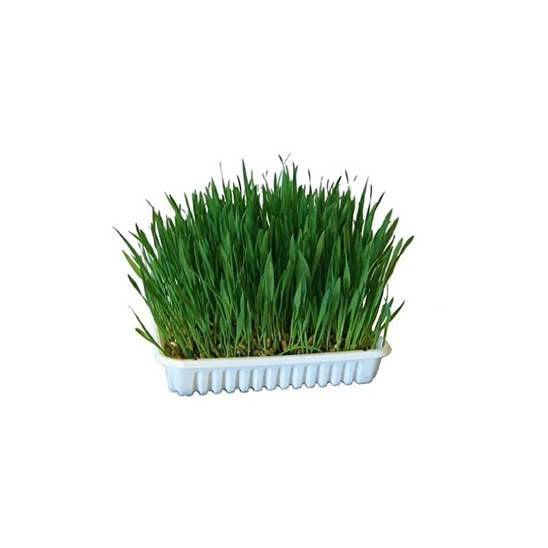 KERBL Nagergras (Tiergras mit 100 g, 20 x 14,6 x
