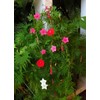 30+Tri Color Mix Cypress Hummingbird Vine Seeds(Cardinal Climber)Red,Wh
