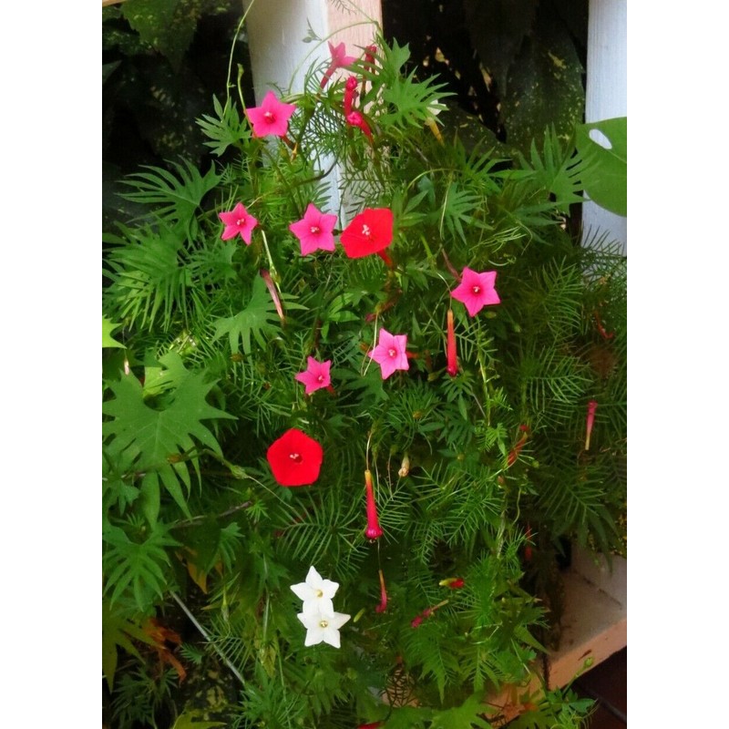 30+Tri Color Mix Cypress Hummingbird Vine Seeds(Cardinal Climber)Red,Wh