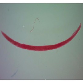 Carolina Ancylostoma Caninum Female Dog Hookworm Microscope Slide, Glass, Red, 400x Magnification