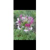 Seed Store Mixed Color Cleome 100 Seeds Pollinator Self Seeding Non-GMO Free Shipping