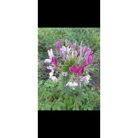 Seed Store Mixed Color Cleome 100 Seeds Pollinator Self Seeding Non-GMO Free Shipping