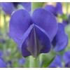 Blue Wild Indigo Baptisia Australis Meadow Wildflowers Premium Seeds for