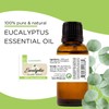 1 fl oz - Eucalyptus Essential Oil - (100% Pure