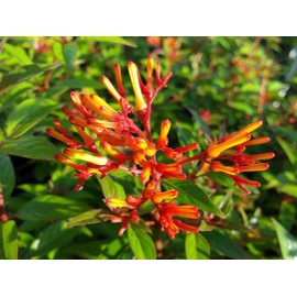 Firefly Dwarf Scarlet Red Firebush Shrub Live Plant Orange Yellow Flower Hummingbird Butterfly Garden Starter Size 4 Inch Pot Emeralds TM