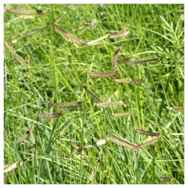 Everwilde Farms - 1 Lb Blue Grama Native Grass Seeds - Gold Vault