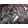 DriedDecor.com Magnolia Leaves - Bulk 2lb Box