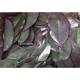 DriedDecor.com Magnolia Leaves - Bulk 2lb Box