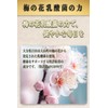 植物性乳酸菌 【リチェスト】 にんにく卵黄 すべて国産原材料 1袋/62粒入り 約1ヵ月分 梅の花由来乳酸菌 １粒40億個以上配合 国内製造