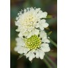 Freshseed Pincushion Flower Scabiosa Mix of colors 100 + fresh