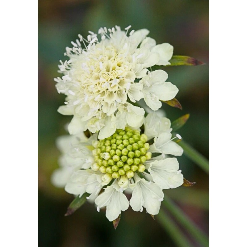 Freshseed Pincushion Flower Scabiosa Mix of colors 100 + fresh