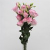 CHUXAY GARDEN 100 Seeds Light Pink Eustoma Flower Seed,Lisianthus Flowers,Prairie