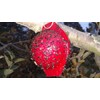 Disposable Apple Maggot Trap Kit 25 Apples, 25 Wire Holders,