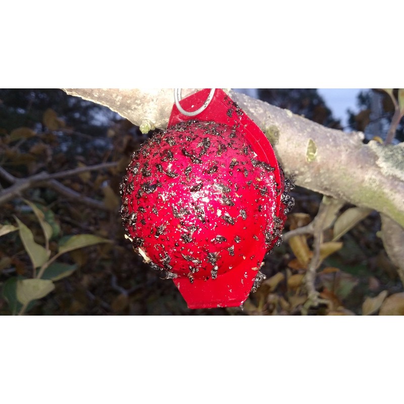 Disposable Apple Maggot Trap Kit 25 Apples, 25 Wire Holders,