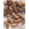 Turmeric Roots 10 Fresh Turmeric Roots Curcuma Longa Ready To