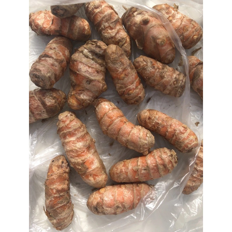 Turmeric Roots 10 Fresh Turmeric Roots Curcuma Longa Ready To