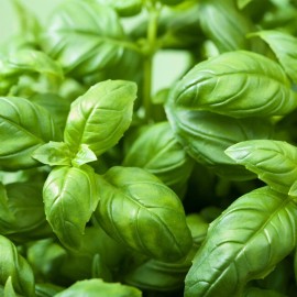 Back To Nature Seed Company Genovese Basil - Seeds - Organic - Non Gmo - Heirloom Seeds – Herb Seeds - 5 Seeds