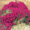 Wivolibe Red Creeping Thyme Seeds for Planting 20000+ Non-GMO Perennial