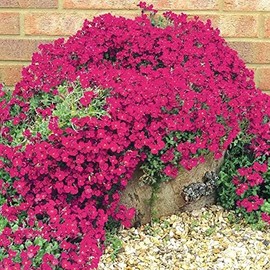 Wivolibe Red Creeping Thyme Seeds for Planting 20000+ Non-GMO Perennial Flower Seeds Landscaping Ground Cover, Easy to Grow