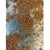 Unbraded 300 Semillas De Higo Orgánicas-300 Organic Fig Seeds