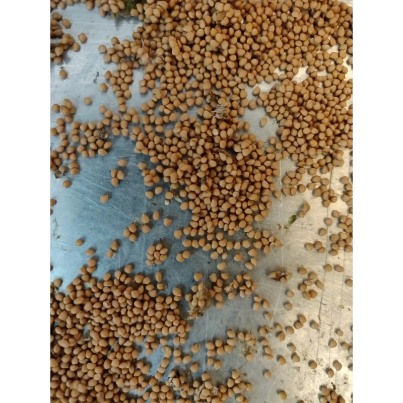 Unbraded 300 Semillas De Higo Orgánicas-300 Organic Fig Seeds