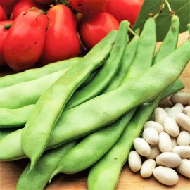 TomorrowSeeds Roma II Romano Bean Seeds | Italian Roma 2 Bush Beans Green Heirloom Seed 2025 - 90+ Count