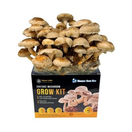 Shiitake Mushroom Grow Kit (5.5lbs) Grow Your Own Mushrooms at Home | Easy Indoor Grow Bag Kit