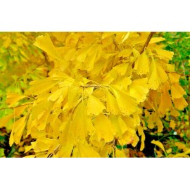 Tree Ginkgo biloba 'Saratoga'
