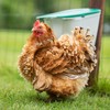 Agrarflora V-Feedr Poultry Feeder 2.5 kg - Feeder for Chickens