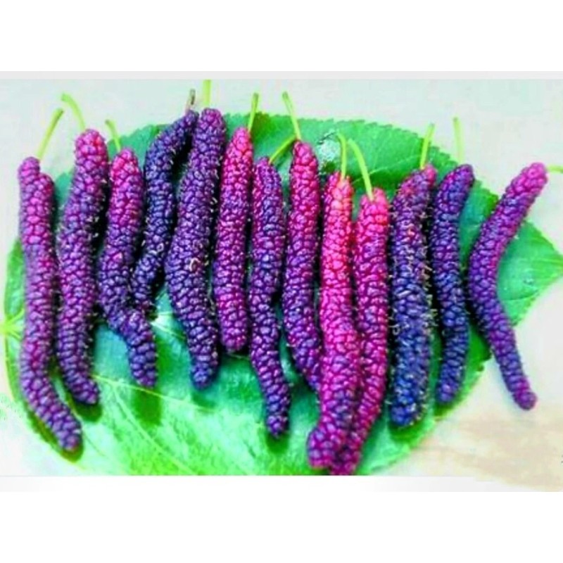 Seed-Top 200 Pakistan Mulberry Fruit Tree Seeds Popular Variety Rare