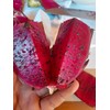 Cactus 4 Live Dragon Fruit Tree Cuttings 8-12 Inches Check
