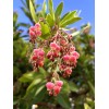 Home-Growth Canary Islands Strawberry Tree, Arbutus Canariensis - 8 Seeds