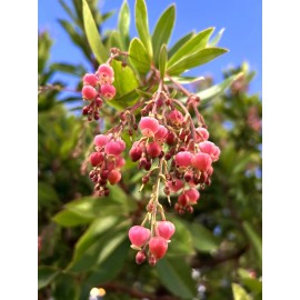 Home-Growth Canary Islands Strawberry Tree, Arbutus Canariensis - 8 Seeds 2025 - USA