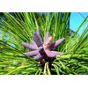 Slash Pine Tree | 2 Large Gallon Size Pots |