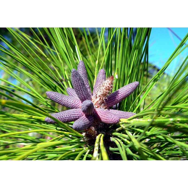 Slash Pine Tree | 2 Large Gallon Size Pots |