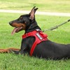 Demigreat Service Dog Harness, Reflective Dog Vest Harness with 5