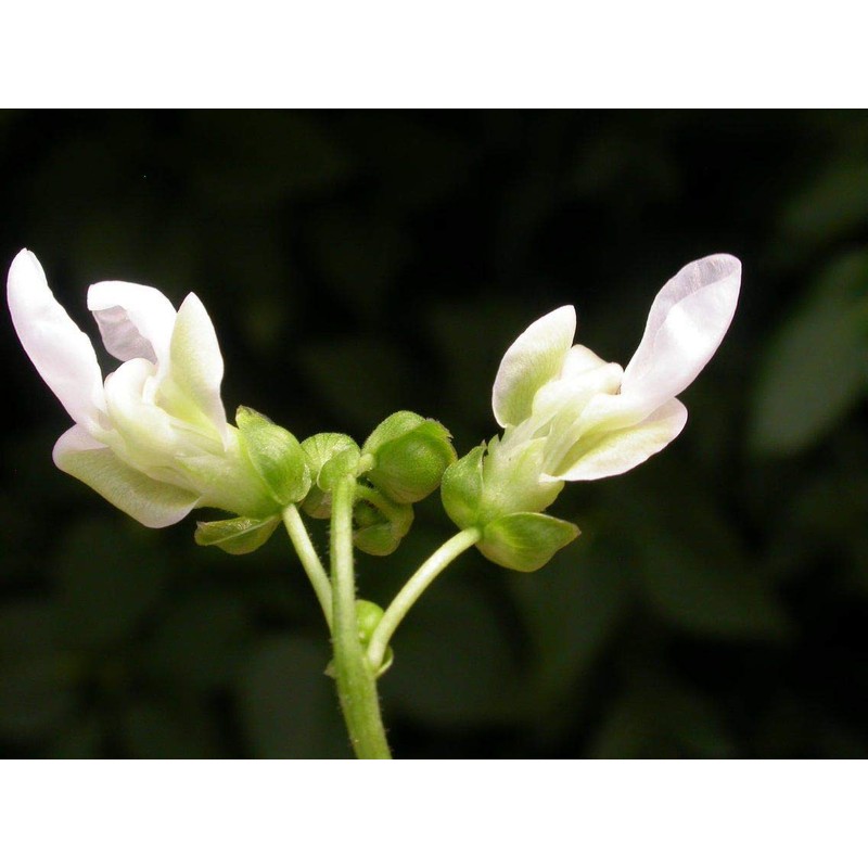 Organic Black Turtle Beans- Fiber & Protein rich, Raw, Non-GMO,