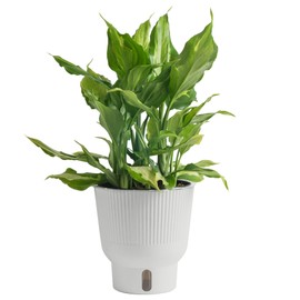 Costa Farms Aglaonema Spathonema, Rare Unique Live Indoor Plant in 6-Inch Self-Watering Houseplant Pot, Potting Soil, Trending Tropicals Collection, Room and Home Decor