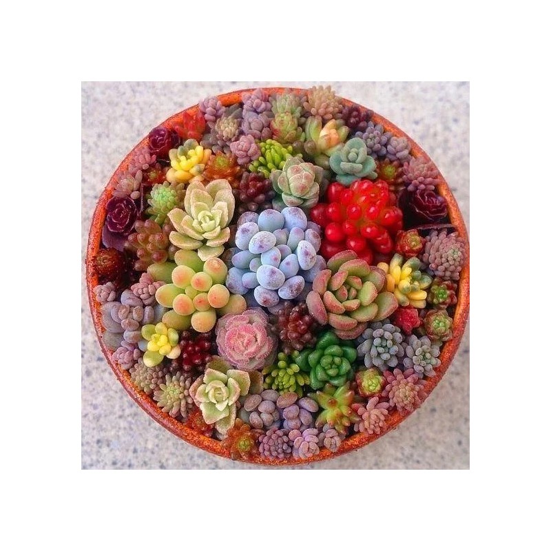 Mixed Mini Succulent Seeds, 100pcs/pack