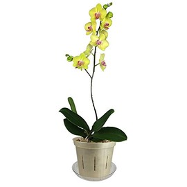 4" Slotted Clear Orchid Pots - 3 Pack (Golden Creme)