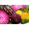 Beets Gourmet Blend Certified Organic Heirloom Seeds 100 Seeds