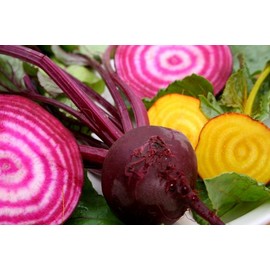 Beets Gourmet Blend Certified Organic Heirloom Seeds 100 Seeds