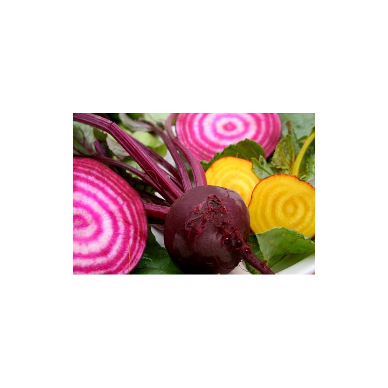 Beets Gourmet Blend Certified Organic Heirloom Seeds 100 Seeds