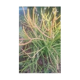 Sticks on Fire Pencil Cactus Euphorbia Tirucalli Succulent Starter Cutting