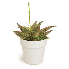 Live Aloe Plant Succulents, Star Aloe Plants Live with White Planter, Succulents Plants Live in Potting Soil Mix, Potted Succulents Live Plants, Cactus Plants Live Succulent Plants by Plants for Pets