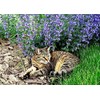 Catnip Catmint Nepeta Cataria About 200 Seeds for Planting